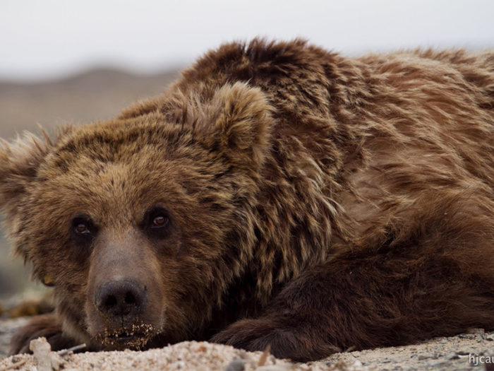 “Үндэсний бахархалт амьтан” мазаалай баавгай /Gobi bear/